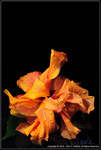 DigitalScape Photogaphy