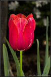 Tulip