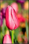 Tulip