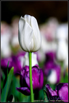Tulip
