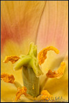 Tulip