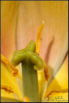 Tulip