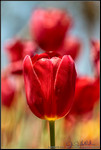 Tulip