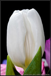 Tulip