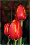 Tulip