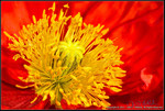 DigitalScape Photography Images