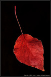 DigitalScape Photography