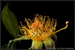 DigitalScape Photography