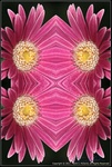 DigitalScape Photography