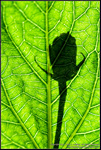 DigitalScape Photography