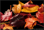 DigitalScape Photography