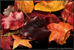 DigitalScape Photography