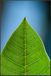 DigitalScape Photography