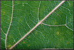 DigitalScape Photography