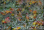 DigitalScape Photography