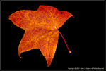 DigitalScape Photography