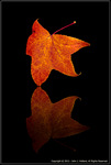 DigitalScape Photography
