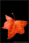 DigitalScape Photography