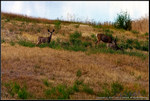 DigitalScape Photography