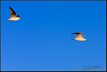 DigitalScape Photography