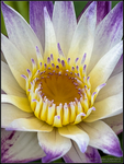DigitalScape Photography